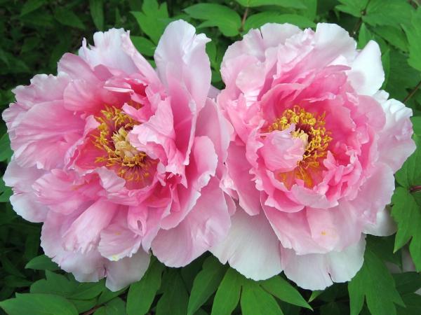 Image for event: Peony Planting 101